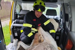 Kuriózní zásah hasičů na Plzeňsku. Zachraňovali rodící kozu, za...