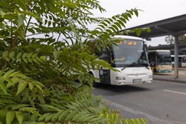 Zlínský kraj spustil zásah proti invaznímu stromu: Pajasan ohrožuje...