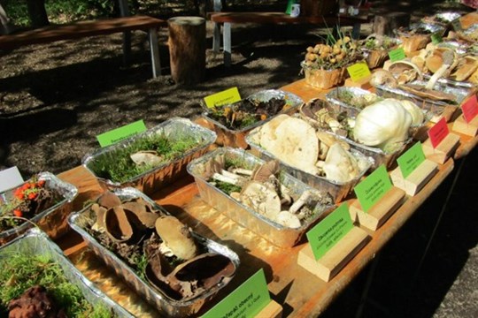 Sofronka zve na výstavu hub a mykologickou poradnu
