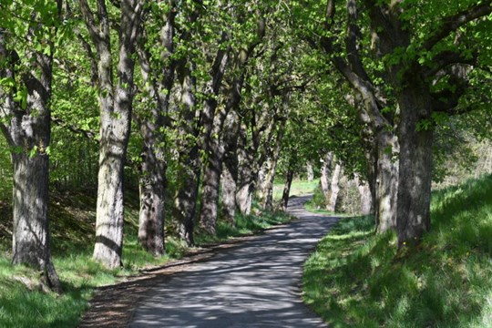 Podzimní aleje čekají na své objevení. Nominujte tu svou do ankety Alej roku 2025 do konce října!