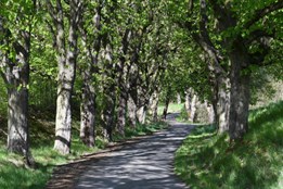 Podzimní aleje čekají na své objevení. Nominujte tu svou do ankety...