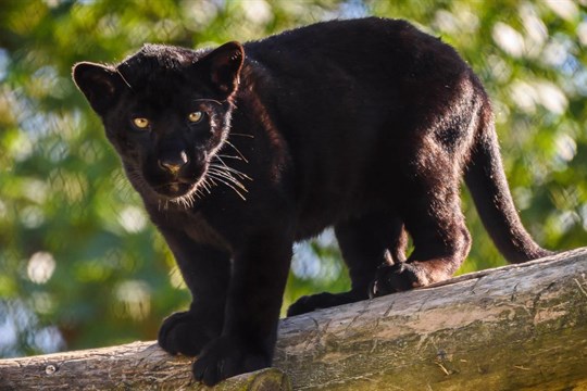 Milované děvče nebo květinka. Jaguáří samička ze zlínské zoo dostala krásné jméno