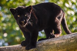 Milované děvče nebo květinka. Jaguáří samička ze zlínské zoo...