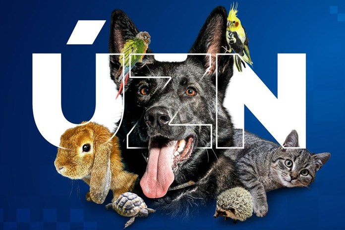 Chybí vám domácí mazlíček? Možná na vás čeká v útulku