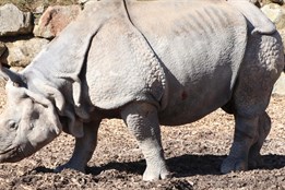 Smutek v plzeňské zoo. Na srdeční selhání uhynul samec nosorožce...