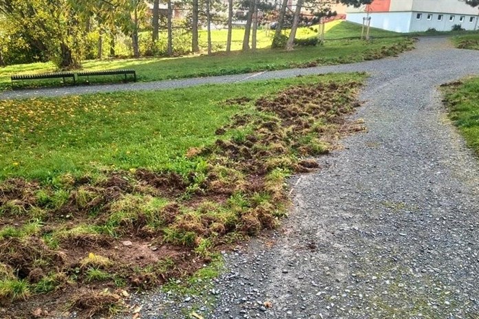Na plzeňském sídlišti řádí divočáci. Nepouštějte psy z vodítek, varuje obvod