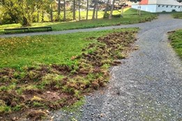 Na plzeňském sídlišti řádí divočáci. Nepouštějte psy z vodítek,...