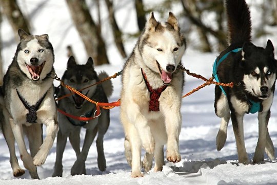 Etapový závod Šumava trail psích spřežení se koná již tento víkend