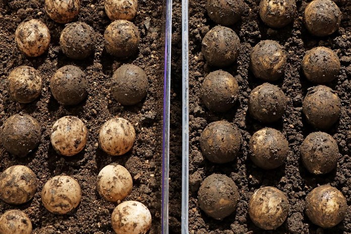 Odchov želv obrovských v zoo Plzeň nevyšel, vejce nebyla oplozená