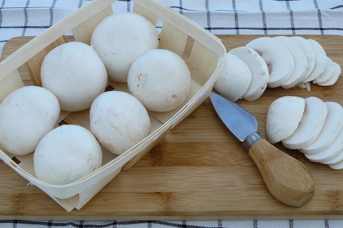 České žampiony jako prevence proti covid-19. V Kaznějově obohacují žampiony vitaminem D