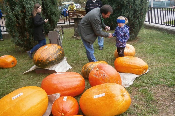V Klenčí vypěstovali třetí největší dýni v republice