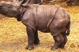 Radost v plzeňské zoo. Na svět přivítali mládě nosorožce