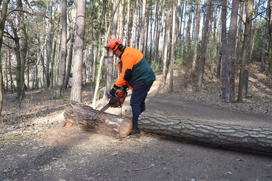 Pozor při procházkách. U Boleveckých rybníků se kácí nebezpečné stromy