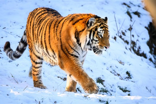 Ozzy se zabydluje v Portugalsku. Tygří samec ze zlínské zoo zamířil do Lisabonu