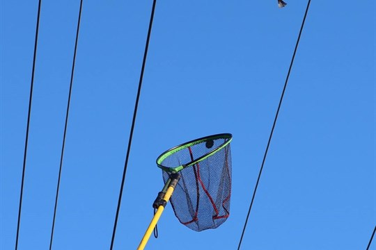 Drama nad hlavami. Na Plzeňsku zachraňovali sýkoru z pasti na elektrickém vedení