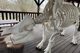 Baabuu se vrátil domů. Zoo Plzeň vystavuje preparovanou kostru nosorožce indického, který loni uhynul