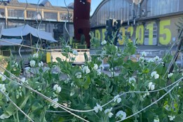 PěstírnaDEPO zahajuje novou sezonu: Máte už svůj záhon v centru Plzně?