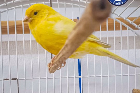 Neobvyklý cestovatel. V hale vlakového nádraží létal kanárek