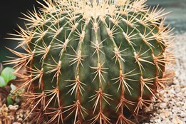 Tradiční výstava kaktusů a sukulentů v Rokycanech nabídne vzácné kusy