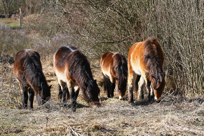 Exmoorští pony