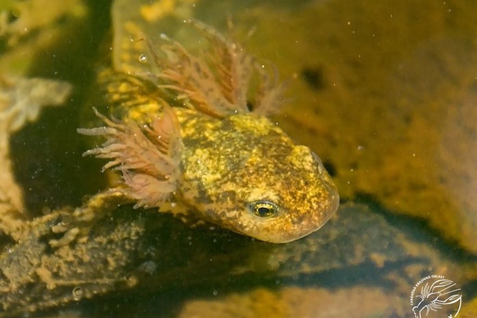 Larva mloka skvrnitého