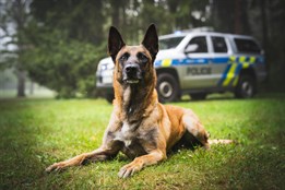 Podezřelého z vloupání dopadl policejní pes Fuzzy