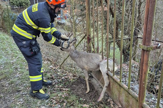 Hasiči v Jaroslavicích vysvobodili zraněného srnce z kovové pasti