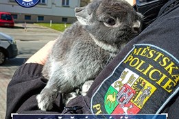 Nechybí vám doma roztomilý ušák? O jednoho se dočasně stará policie