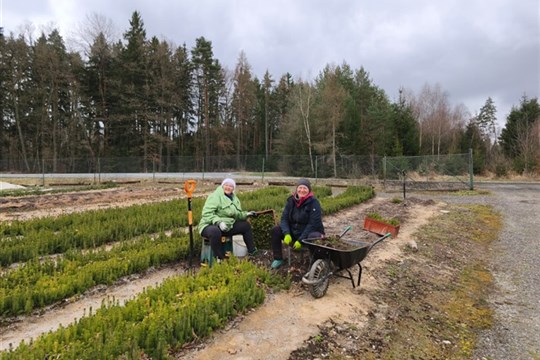 Špekáčky za odměnu: Děti pomohly vysadit tisíce stromků v rokycanských lesích