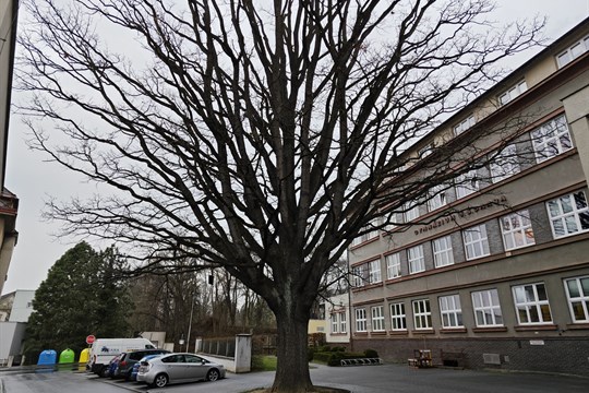 Památný dub v Domažlicích má namále. Město ho chce zachránit