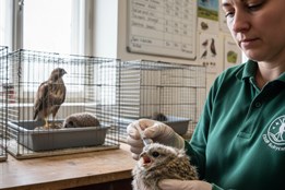 Netopýři, ježci i sokol. Záchranná stanice Rokycany pečovala o 59 druhů zvířat