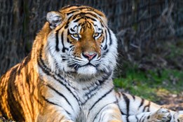 Tygr Ambasador se zabydluje ve zlínské zoo. Spojení se Sambou plánují chovatelé v květnu