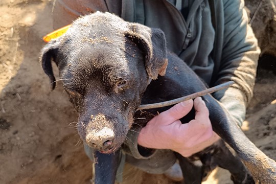 Aktualizováno: Drama se šťastným koncem. Hasiči zachránili život loveckého psa, který uvízl v hluboké noře