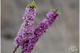 Jedovatá nádhera, která vás může přiotrávit vůní: V Brdech, na Šumavě i v Českém lese právě kvete lýkovec