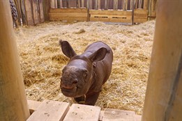 Malý nosorožec indický Apu se poprvé ukáže návštěvníkům 