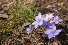 Kam na jarní květy kousek od Plzně? Zkuste Zábělou