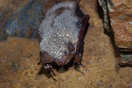 Jak se vrací netopýři do přírody? Přijďte se podívat ke Kamennému rybníku