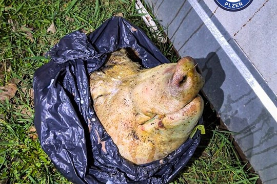Horor na Slovanech. Místo nákupu našli u obchodního centra prasečí hlavu